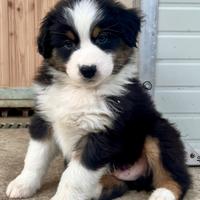 Cucciolo australian shepherd (pastore australiano)