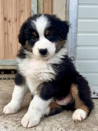 Cucciolo australian shepherd (pastore australiano)