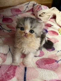 Persiani, dolcissimi cuccioli, maschio e femmina