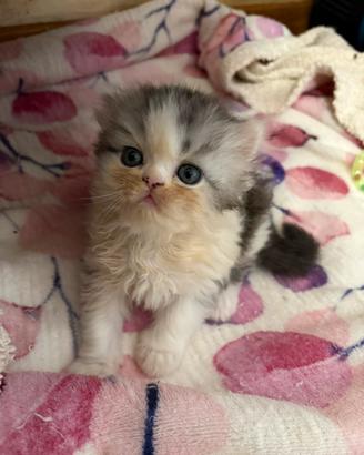 Persiani, dolcissimi cuccioli, maschio e femmina