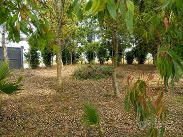 Terreno recintato a Porto Cesareo