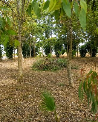 Terreno recintato a Porto Cesareo
