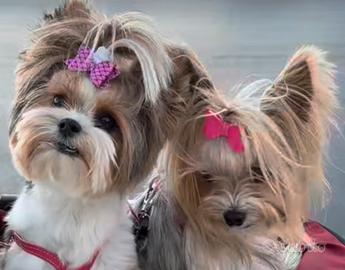 Biewer yorkshire terrier cucciolo maschio