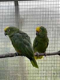 Amazzoni fronte gialla