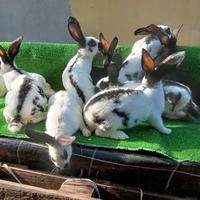Conigli incrocio Papillon