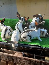 Conigli incrocio Papillon