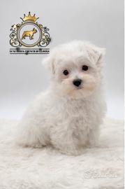 Dolcissimi cuccioli Maltese