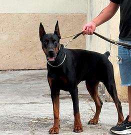 Dobermann