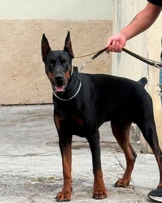 Dobermann