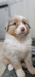 Pastore Australiano- Australian Shepherd femmina