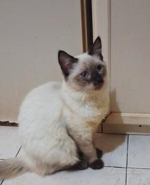 Gattino mix don sphynx(genitori testati)