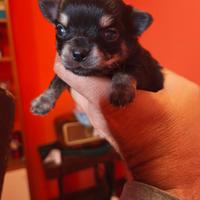 Chihuahua maschio MANTO NERO PURO