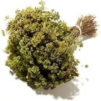 Origano fresco selvatico di montagna al mazzo