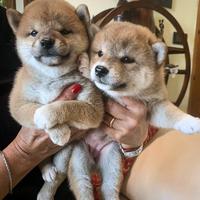 Cucciolo maschio di Shiba Inu con pedigree