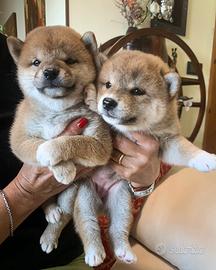 Cucciolo maschio di Shiba Inu con pedigree