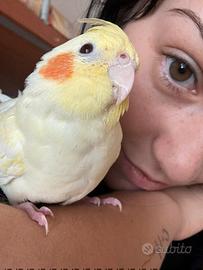 Calopsite allevata a mano