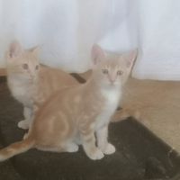 3 gattini