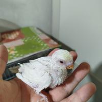 Pulli cocorite da imbecco