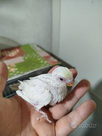 Pulli cocorite da imbecco