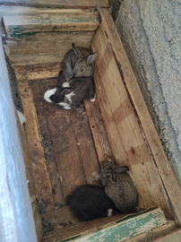 Disponibili conigli da carne