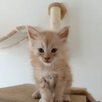 Cuccioli di Maine coon