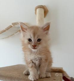 Cuccioli di Maine coon