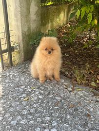 Spitz nano Pomerania