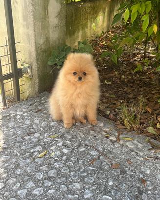 Spitz nano Pomerania