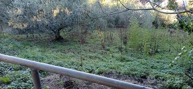 Terreno agricolo