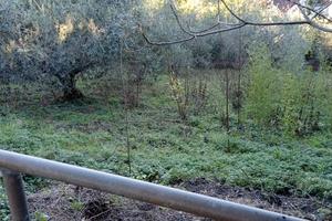 Terreno agricolo