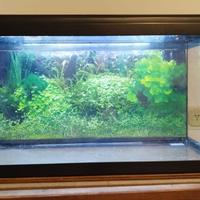 Acquario 60 litri