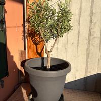 Ulivo pugliese bonsai