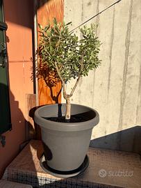 Ulivo pugliese bonsai