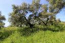 ter-agricolo-a-sant-angelo-romano