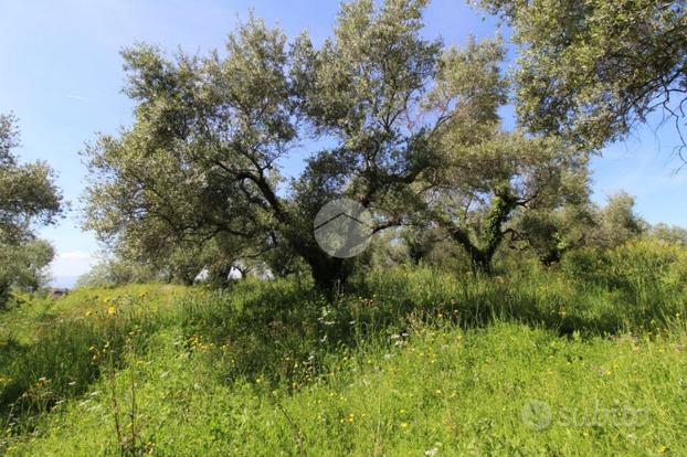 TER. AGRICOLO A SANT'ANGELO ROMANO