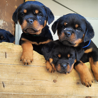 Rottweiler maschio femmina