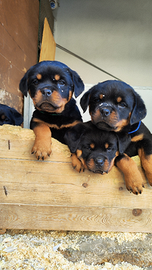 Rottweiler maschio femmina