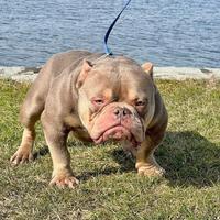 American bully