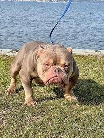 American bully