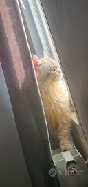 Cucciolo scottish straight