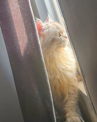 Cucciolo scottish straight