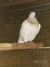 Colombo maschio texano