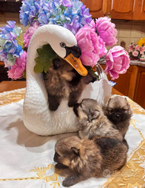 Cuccioli di Spitz di pomerania