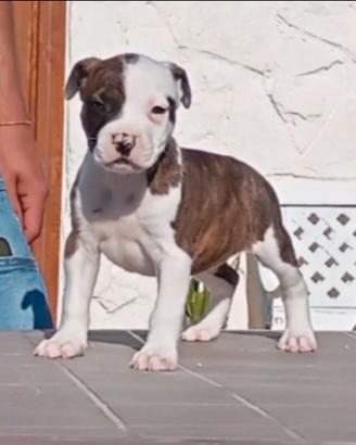 Cuccioli Amstaff