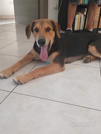 Cucciolo meticcio