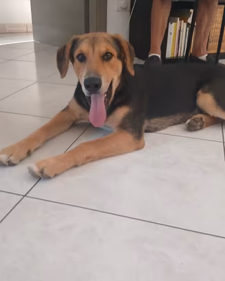 Cucciolo meticcio