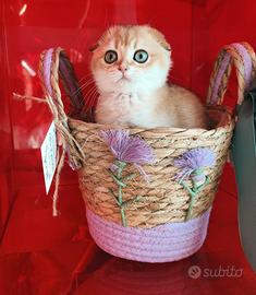 Cuccioli Scottish fold straight pedigree ENFI