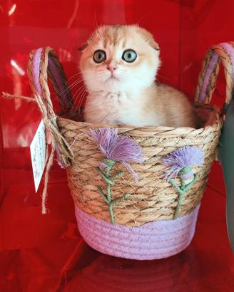 Cuccioli Scottish fold straight pedigree ENFI