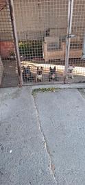 Bull dog francese