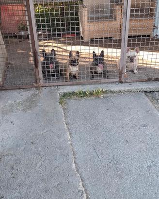 Bull dog francese